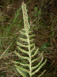 Blechnum zeelandicum. Fertile frond with decurrent lateral pinnae in distal ⅓ of lamina.
 Image: L.R. Perrie © Te Papa CC BY-NC 3.0 NZ